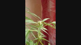 Phonogenic - The Remedy (Original)