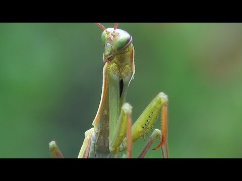 download lagu mp3 mp4 Modliszka, download mp3 Modliszka free download, download mp3 Modliszka