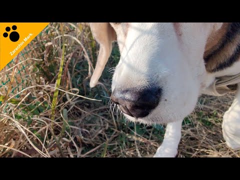 Zarechin becomes traumatized by the dog run!