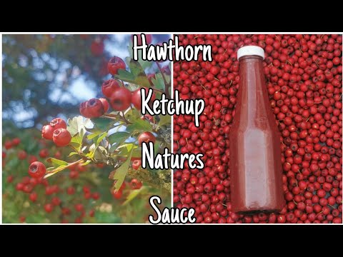 How To Make Hawthorn Ketchup - Easy Step By Step Guide ♥️