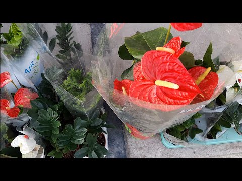 Andijan Flowers Market. 20.08.2022