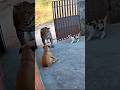 Cat Saves Dog From Jaguar — Caught on Security Camera!” 🐈🦮🐆