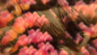 THE MEN - DIFFERENT DAYS