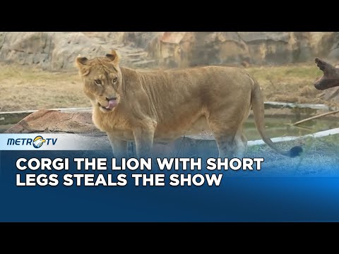 Corgi the Lion with Short Legs Becomes an Online Star at Xuzhou Zoo - YouTube