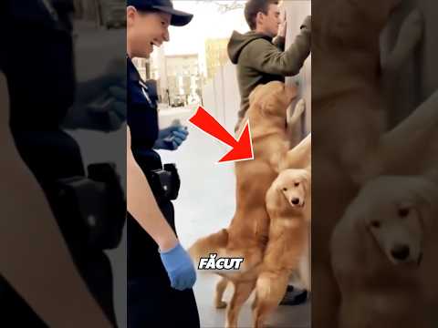 🐶Câinii Care Au Uimit Poliția