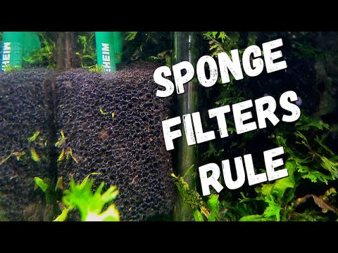WHY You NEED a SPONGE FILTER in Your AQUARIUM