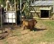 Rescued Lion Released