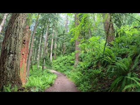 Virtual Hike - West #3 Trail - Tiger Mountain, WA