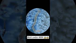 Download lagu A toothbrush magnified 400X is super cool! #underthemicroscope #microscope #science mp3