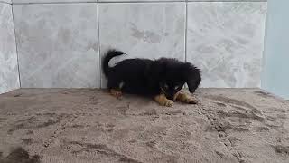 ハーフ犬の動画01