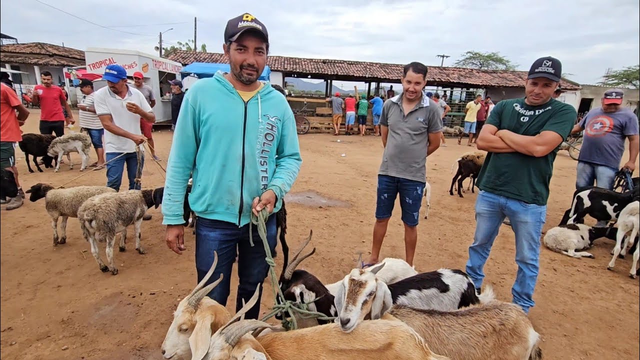 5 CABRAS POR R$1,500 REAIS NA FEIRA DE SANTA CRUZ DO CAPIBARIBE-PE 13/01/2025 @Lugaresqueeuando