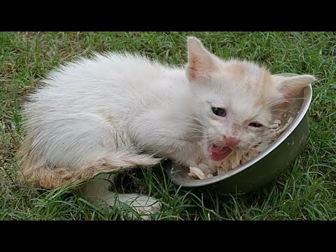 1 Month Old Rescue Kitten Cleaning And Grooming Himself After Eating Chicken