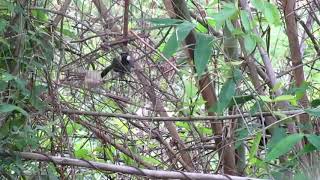 Download lagu Pikat poho,Poksay Hongkong part 3 mp3 Download lagu Pikat poho,Poksay Hongkong part 3 mp3