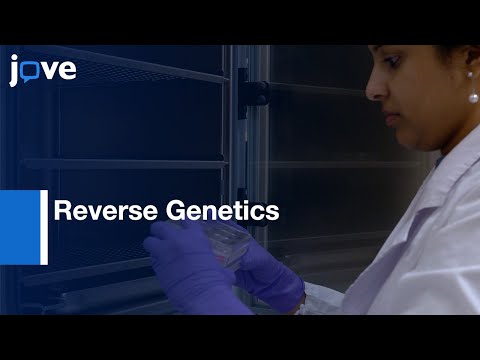 Reverse Genetics Method to recover Rotavirus expressing proteins | Protocol Preview