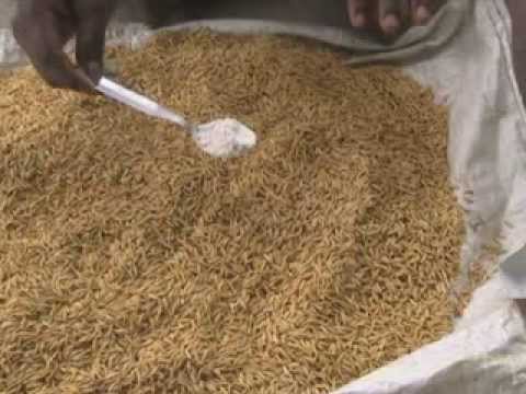 Paddy seed treatment