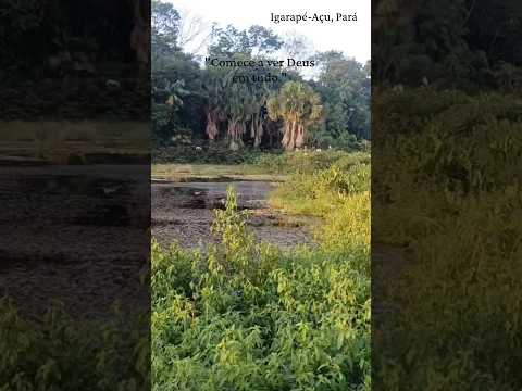 Igarapé-Açu, Pará #viral #reels #youtubeshorts #explore
