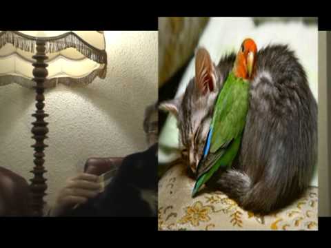 DADDY SPIEWA SZCZEPANIKA   - GONIAC KORMORANY