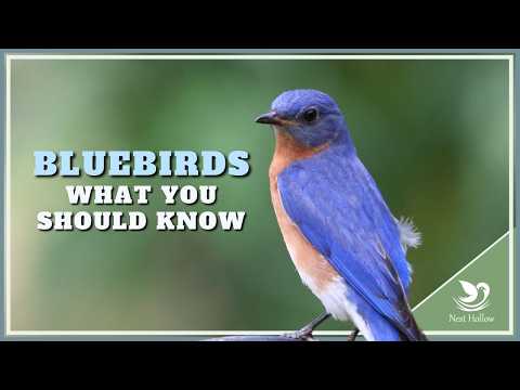 Get Started With Bluebirds - 11 Things to Know Before Installing a Birdhouse