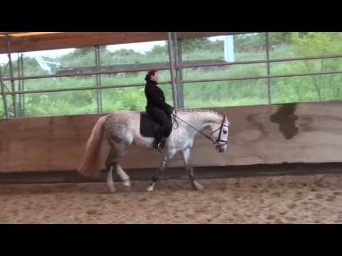 Verkaufspferd Cessna B