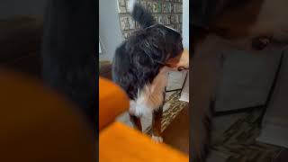 For free by Joni Mitchell featuring Joey Bear.