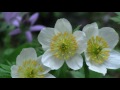 NATURE Video 16 Minutes Of Beautiful Intriguing Flowers And Plants HD Format Uncut Natural Quality