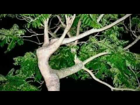 Nisargachi kimaya paha