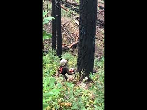 tree top breaks on 15 year old timber faller