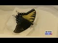 Incredibly rare dual-sex butterfly found at Pingree Butterfly Haven