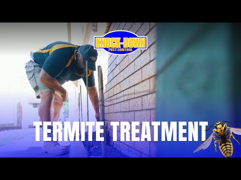 Termite Pest Control Sydney | Knock-Down Pest Control