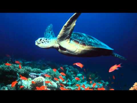 Bobby Crush - Happy Heart - HD