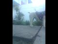 El Perro Espia Y El Adrian Espia