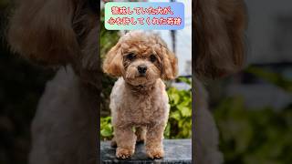 警戒していた犬が、心を許してくれた奇跡