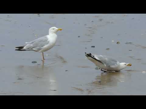 Seagulls   4639 No Copyright Video, Background,Motion Graphics, Animated Background