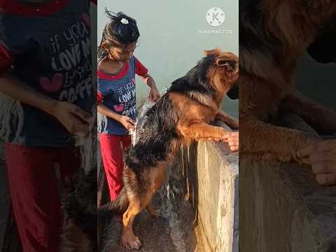 maggi tho my baby keerthika#youtubeshorts #viralvideo #doglovers