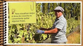 preview picture of video 'Bodega Busca Queirel - Del Viñedo al Vino - 05 Riego, Cosecha y Molienda'