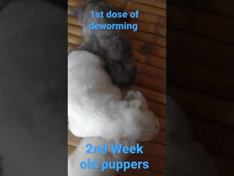 2nd litter of Mama Baxter 2 weeks old 1st dosage of deworming
