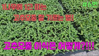 고추모종 이식 얼마나 쉽게요~~ 그리고 모종이 연할때는 마그네슘을!!!! 고추농사 잘 짓는 법!!