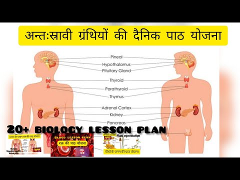 General science lesson plan ! अन्तःस्रावी ग्रंथियों की दैनिक पाठ योजना !! पाठ योजना!!endocrine gland Video