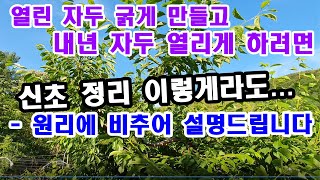 열린 자두 굵게 만들고 내년 자두 열리게 하며면 이렇게라도 신초정리를...원리에 비추어 설명드립니다.(자두재…