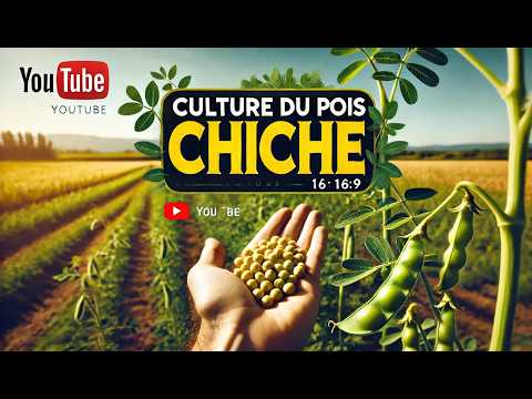 download lagu mp3 mp4 Plan De Pois Chiche, download mp3 Plan De Pois Chiche free download mp3, download mp3 Plan De Pois Chiche