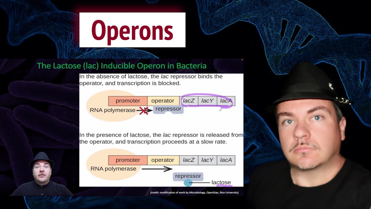 Understanding Inducible and Repressible Operons in Bacterial Genetics