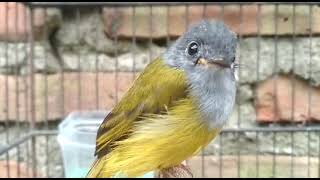 Download lagu Masteran Burung Sikatan Kepala Abu Gacor mp3 Download lagu Masteran Burung Sikatan Kepala Abu Gacor mp3