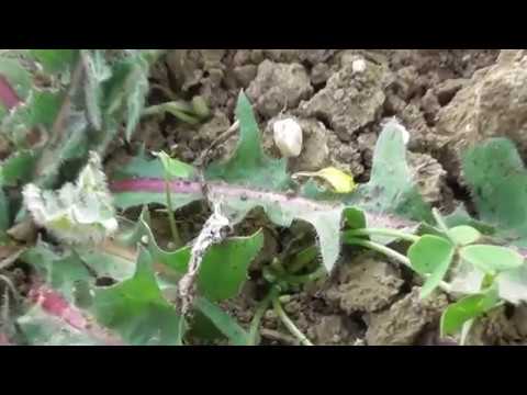 ραδίκι άγριο - Cichorium intybus -