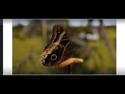 1st #canva #7yearold #rainforest #trend mustwatch