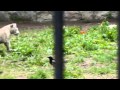 бенгальский тигренок новосибирский зоопарк 