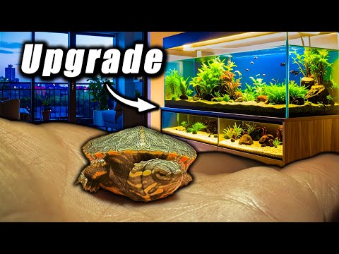 Transforming my Tiny Turtle's Tank