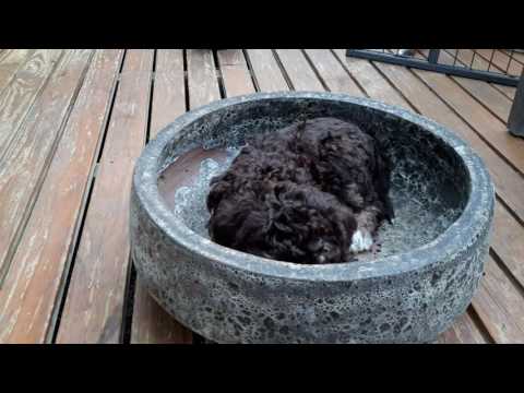 Bruno in the terracotta