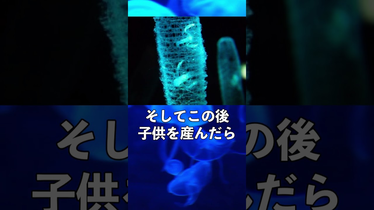 幸か不幸かドウケツエビの一生　#shorts