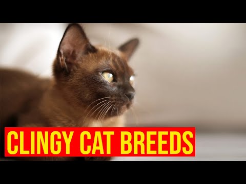 7 Cat Breeds That Are Totally Clingy/ All Cats