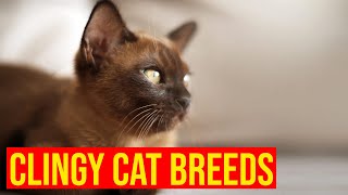 7 Cat Breeds That Are Totally Clingy/ All Cats
